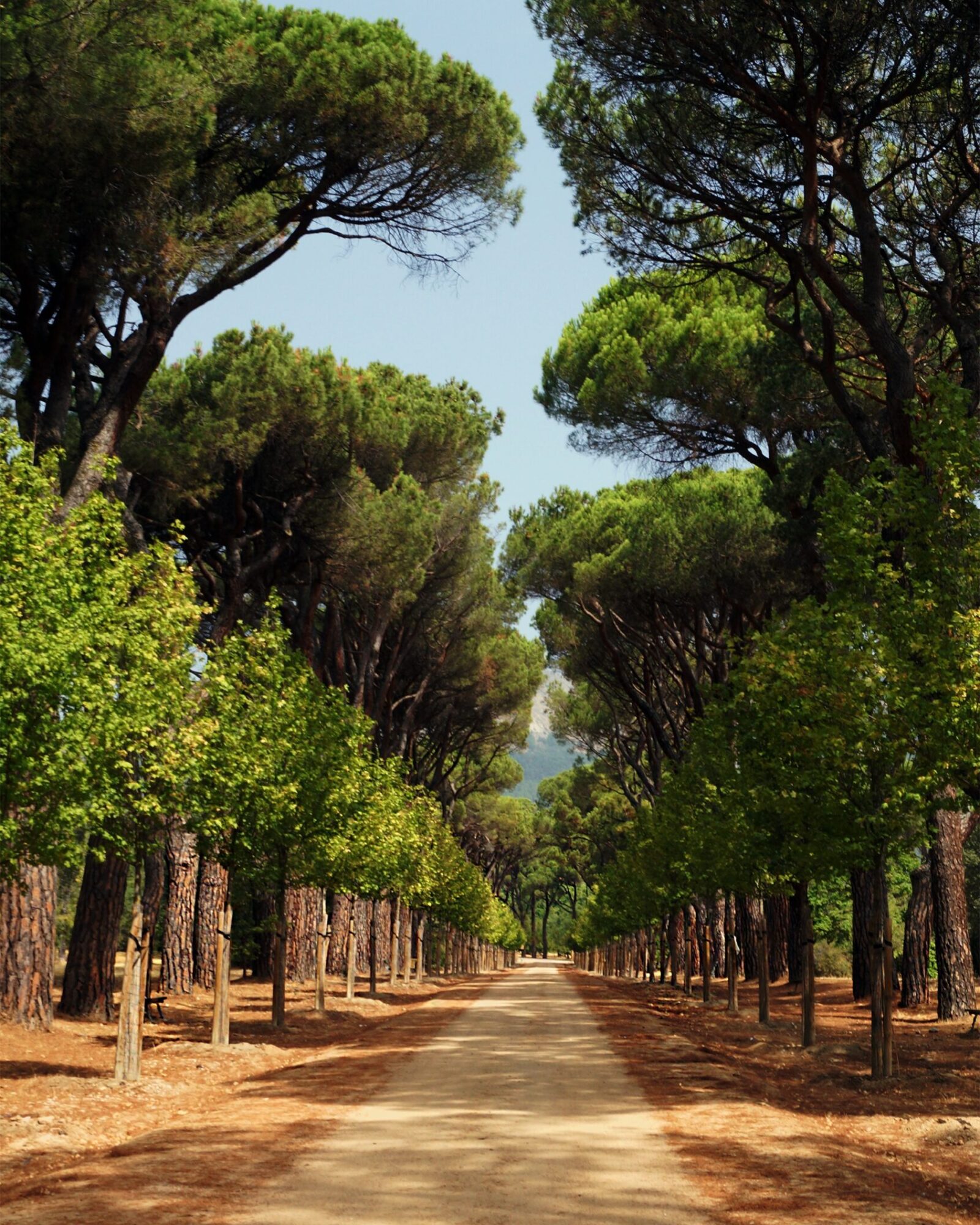 A vertical shot of a walkway next to alined trees from both side in a tropical land